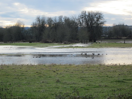 Wetlands just before the intersection of Spring Hill and Fern Hill roads