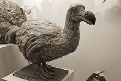 Dodo at Natural History Museum, London