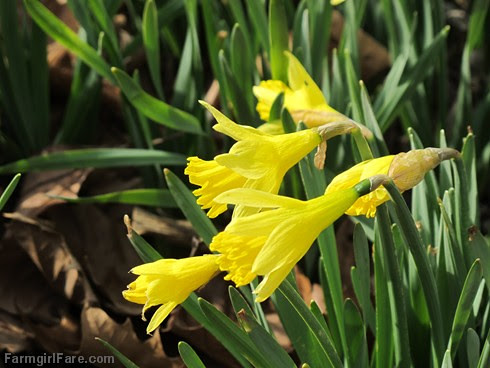 Happy daffodils blooming in the yard - FarmgirlFare.com