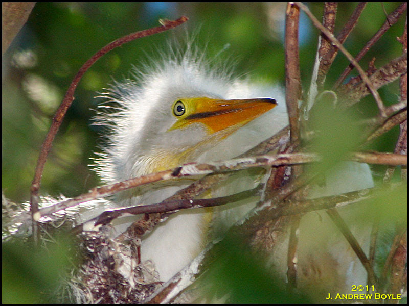 Great Egret Rookery at Kraft Alazela Park. Great Egret