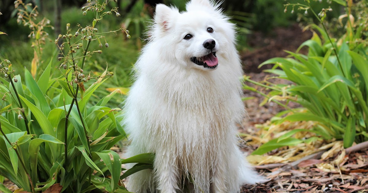 Japanese Spitz Mix Husky