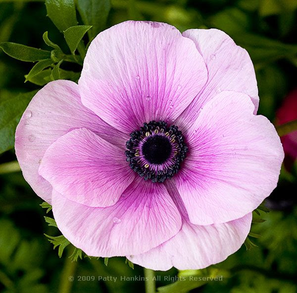 anemone_coronaria_poppy_anemone_white_purple_995 anemone_coronaria_poppy_anemone_white_purple_995
