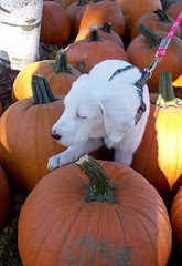 Skipper_Pumpkins_91811f
