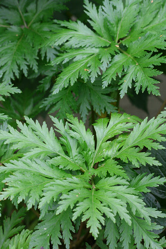 geranium maderense leaves