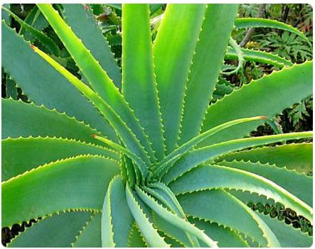 Aloe--Inhibits infections and promotes healing of minor burns and wounds.