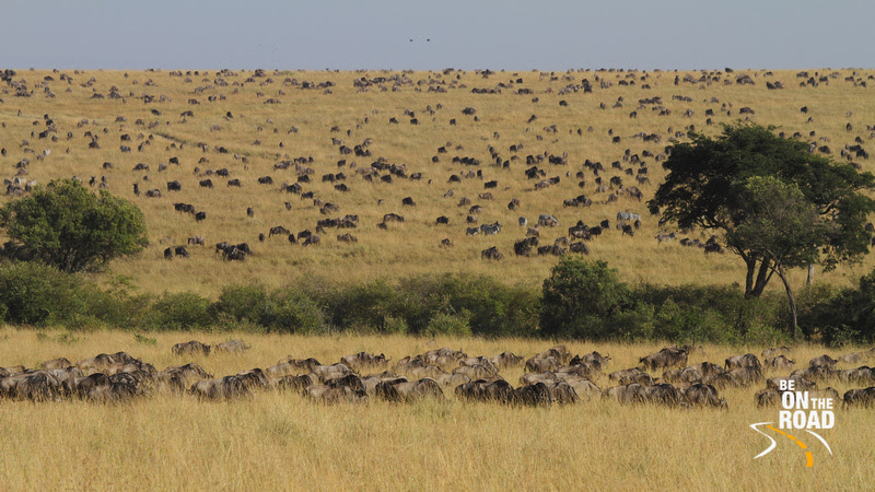 Millions of wildebeest cover the Maasai Mara landscape