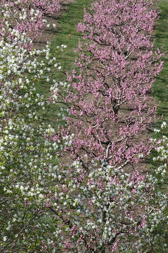 saskatoon-blossoms-orchard