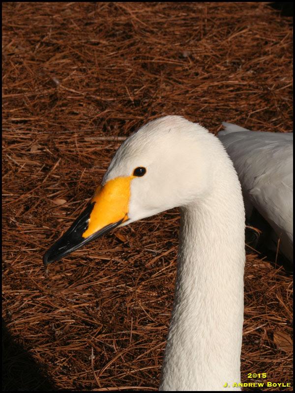 Whooper Swan Whooper Swan