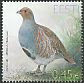 Grey Partridge Perdix perdix Grey Partridge Perdix perdix