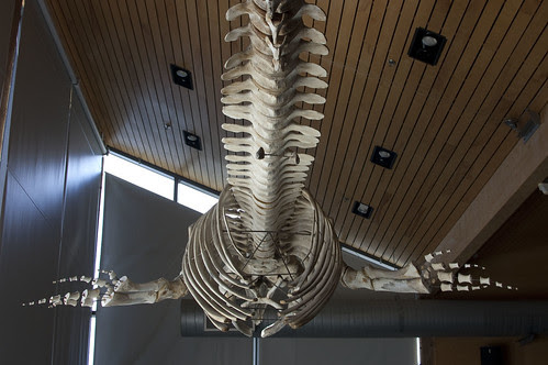 skeleton suspended