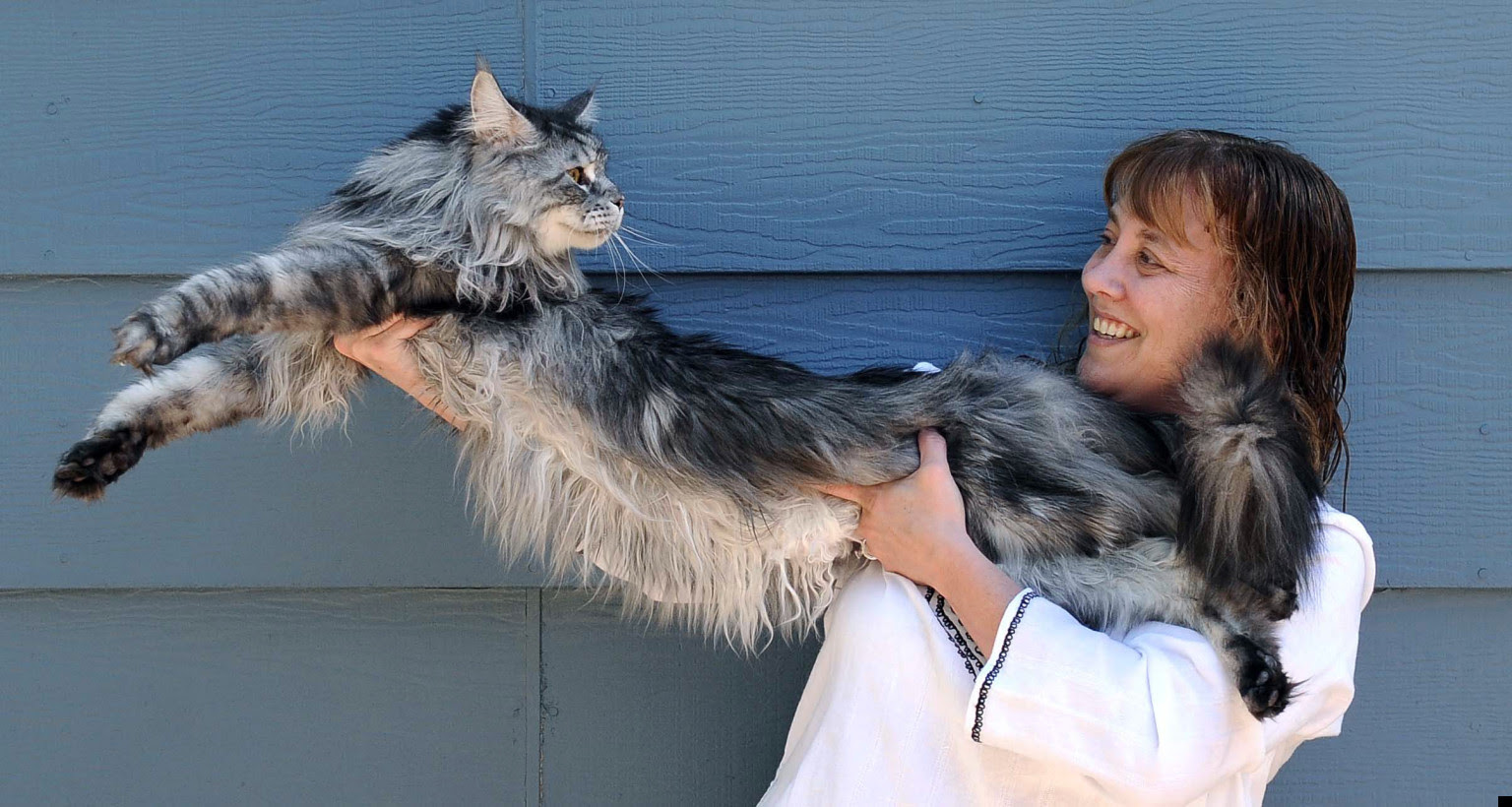 http://i.huffpost.com/gen/977068/thumbs/o-STEWIE-WORLDS-LONGEST-CAT-facebook.jpg