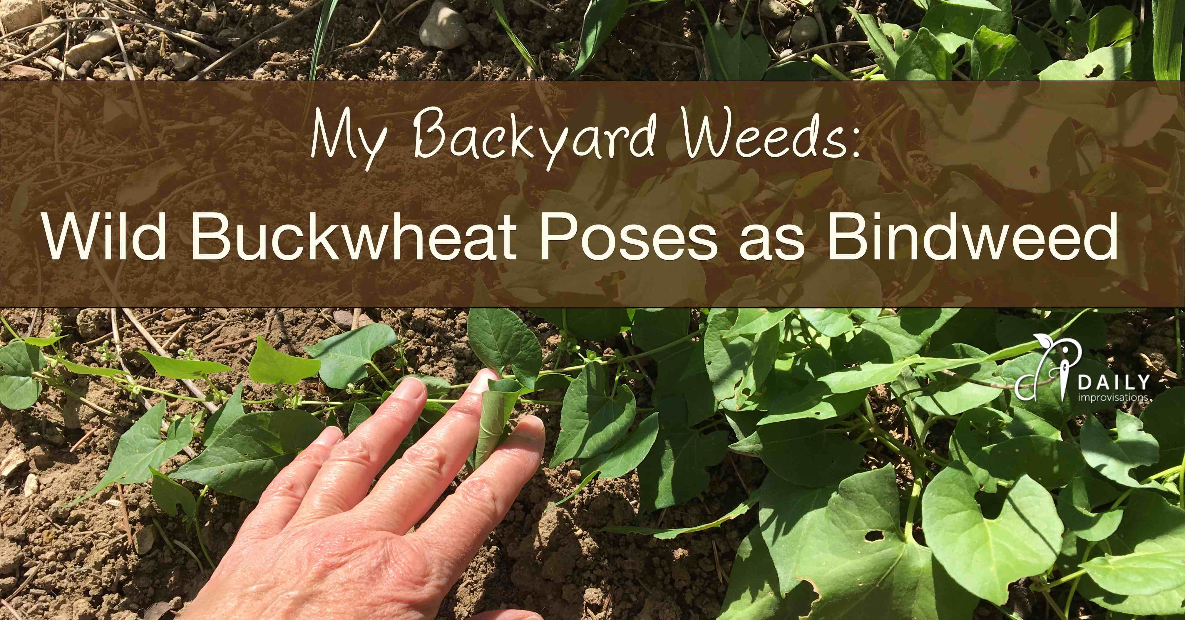 My Backyard Weeds Wild Buckwheat Poses As Bindweed