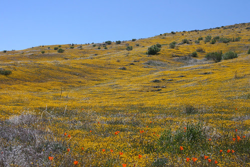 lasthenia hills