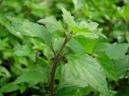 230-plantas-medicinales-mas-efectivas-y-sus-usos-ortosifon-hojas