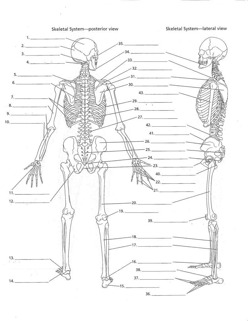 22 Blank Skeleton Diagram To Label - Labels Database 22 Throughout The Skeletal System Worksheet