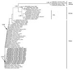 Thumbnail of Phylogenetic analysis of chikungunya virus (CHIKV) isolates from Yucatan, Mexico. Analysis was based on a 3,744-nt structural gene region (capsid-E3-E2-6K-E1) of 63 CHIKV isolates, including the 14 isolates from Yucatan. Sequences were aligned by using MUSCLE (11), and the tree was constructed by using the neighbor-joining algorithm as implemented in PHYLIP (12) and using ETE3 (Environment for Tree Exploration 3) (13). Isolates are identified by GenBank accession number, country, an