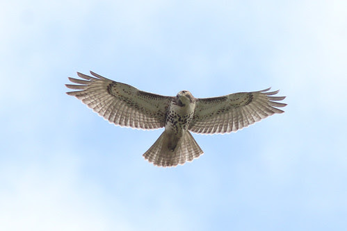 Red-tailed Hawk, Juvenile
