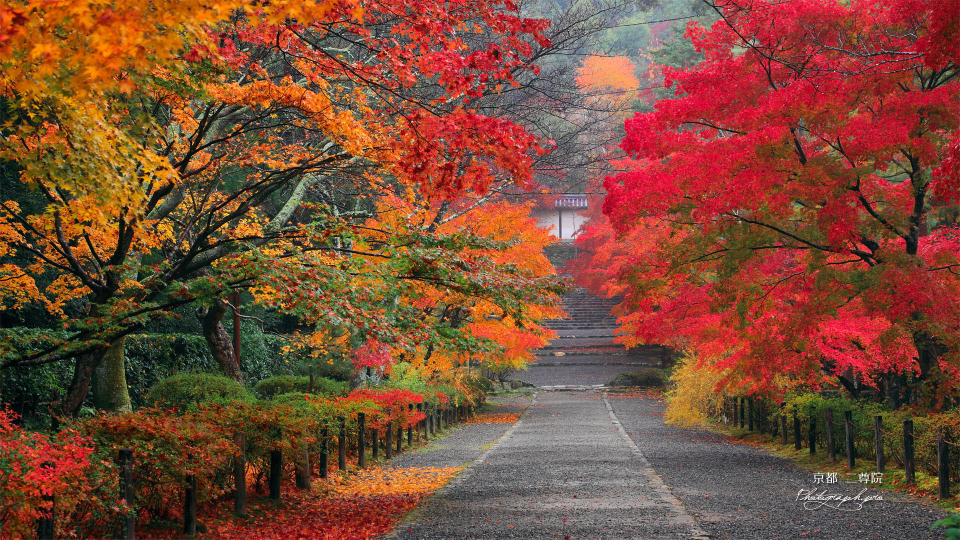 ぜいたく紅葉 壁紙 Pc 最高の花の画像