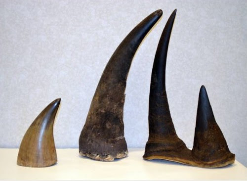 brhino11