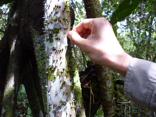 Arbre utile pour presser les fruits