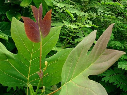 Nonconformist leaf