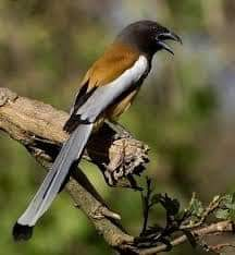 चोर पक्षी महालत (हिन्दी) - Roofus Treepie Bird