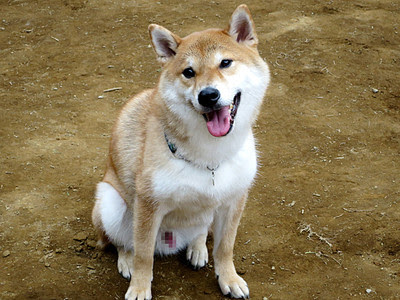 Hd限定 犬 赤チン 画像動物フリー