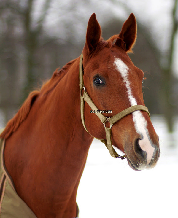 aliciasivert alicia sivertsson häst porträtt vinter säby gård horse portrait