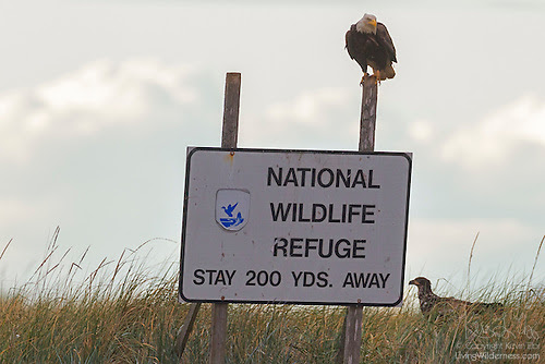 Bald Eagles on National Wildlife Refuge Sign, Protection Island, Washington
