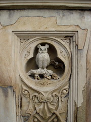 owl, Central Park
