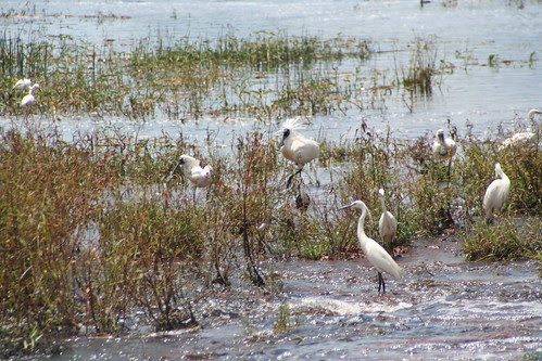 Egrets and Royal Spoonbills Fogg Dam
