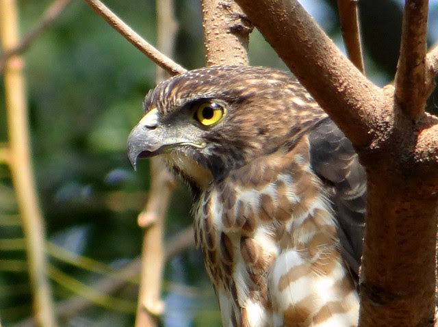 鳳頭蒼鷹/無限台南