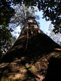 Free Image Hosting at www.ImageShack.us