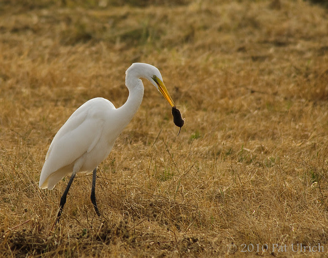 Predation