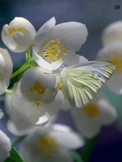 Белые цветы и бабочка