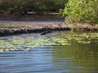 Free Image Hosting at www.ImageShack.us