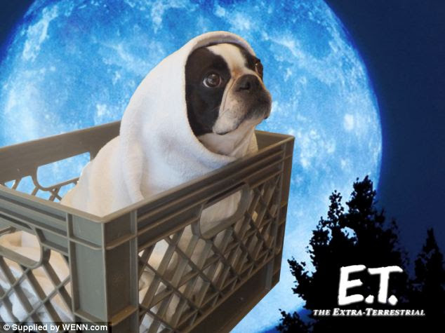 Wrapped in a blanket, the pooch sits in a basket as it poses in front of an E.T. film backdrop