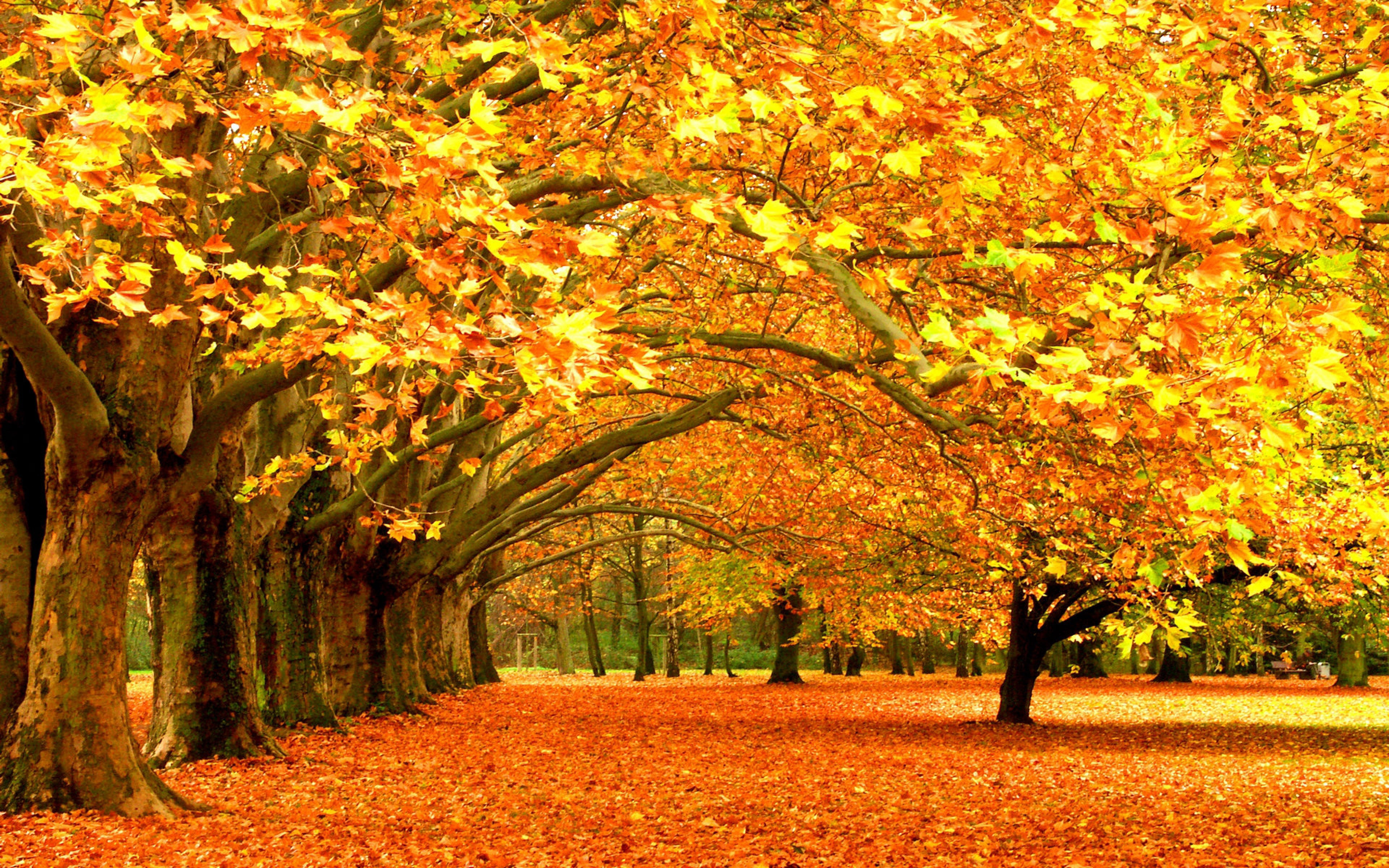 Autumn Wallpapers Images Photos Pictures Backgrounds