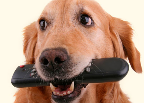 perierga.gr - Το πρώτο τηλεοπτικό κανάλι για σκύλους είναι γεγονός!