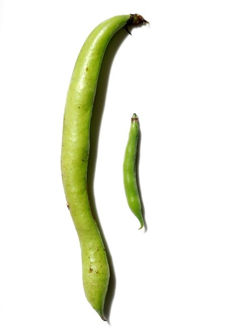 baby broad beans© by Haalo