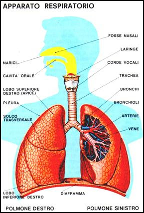 Apparato Respiratorio Ist Superiore Aiutodislessia Net Pagina Da Colorare