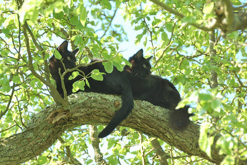 kittens in a tree