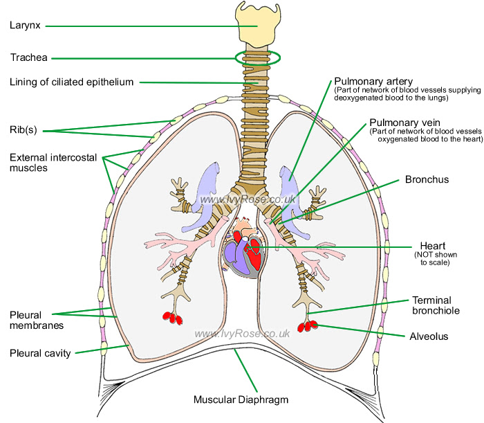 Human Respiratory System Diagram Without Labels - Aflam-Neeeak