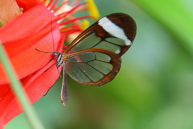 Perierga.gr - Διάφανη πεταλούδα