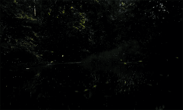 Time lapse Scenes of Swarming Fireflies by Vincent Brady timelapse nature insects fireflies 