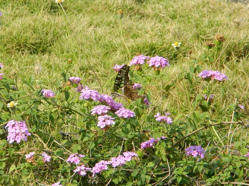 Tailed jay butterfly