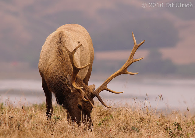 Grazing tule elk