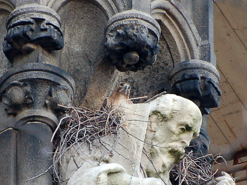 Isolde in Her Nest