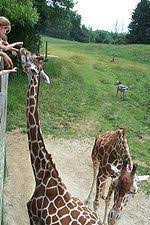 Zoo «Binder Park Zoo», reviews and photos, 7400 Division Dr, Battle Creek, MI 49014, USA