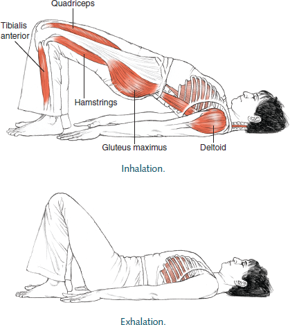 Dwi Pada Pitham
Two-Legged Table
© Leslie Kaminoff’s Yoga Anatomy
B E N E F I T S
— Opens the chest and shoulders and brings awareness to the spine.
— Opens the Thoracic spine.
— Strengthens the legs.
— Lengthens the hip flexors.
— Tones the upper back muscles.
— Improves digestion
— Helps menopause
— Reduces anxiety, fatigue, backache, headache & insomnia
— Therapeutic for asthma, HBP, osteoporosis & sinusitis
❤ Yoga Inspiration
Buy the book here http://amzn.to/1ctMdtp
Like Yoga Inspiration on Facebook http://www.facebook.com/pages/p/265946723498660